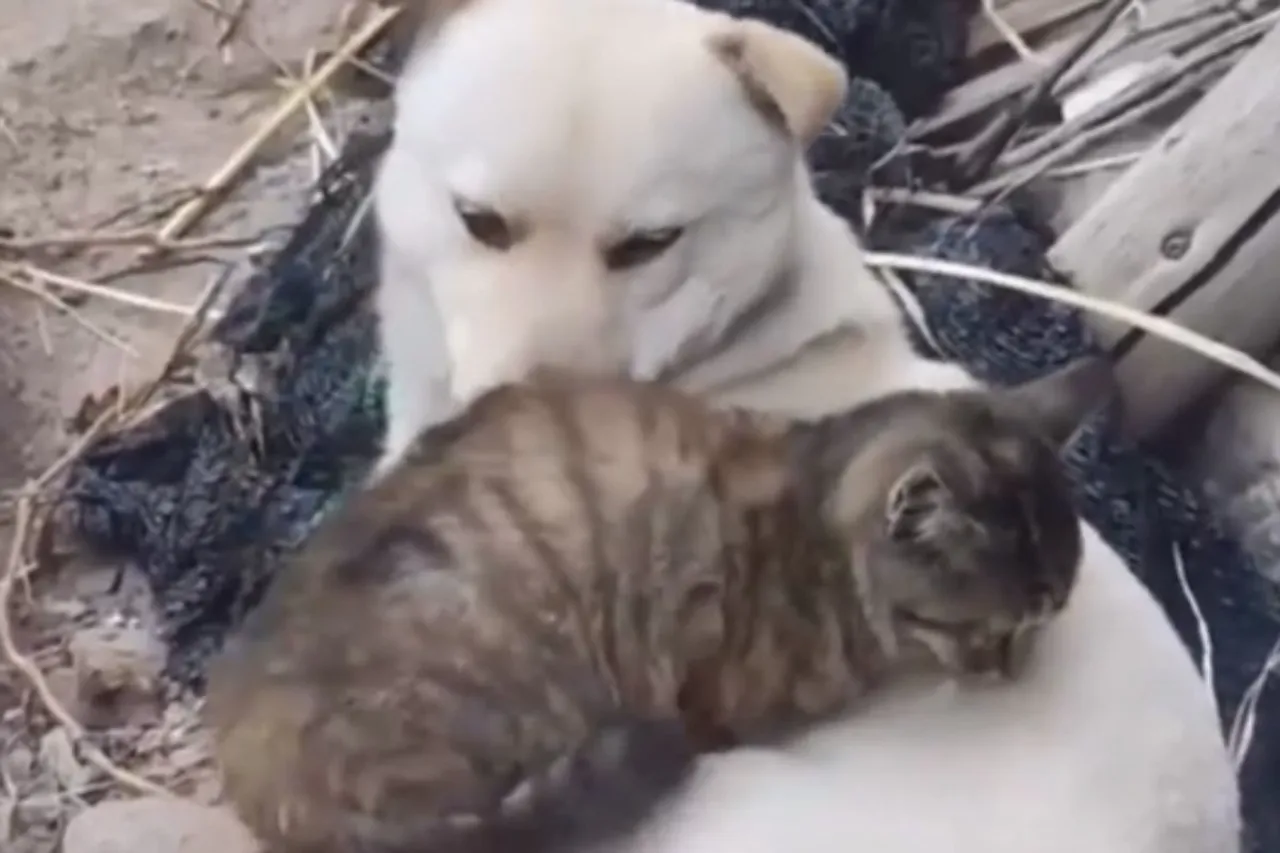 Animal Viral Video
