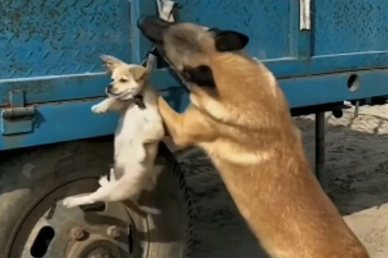 Animal Viral Video