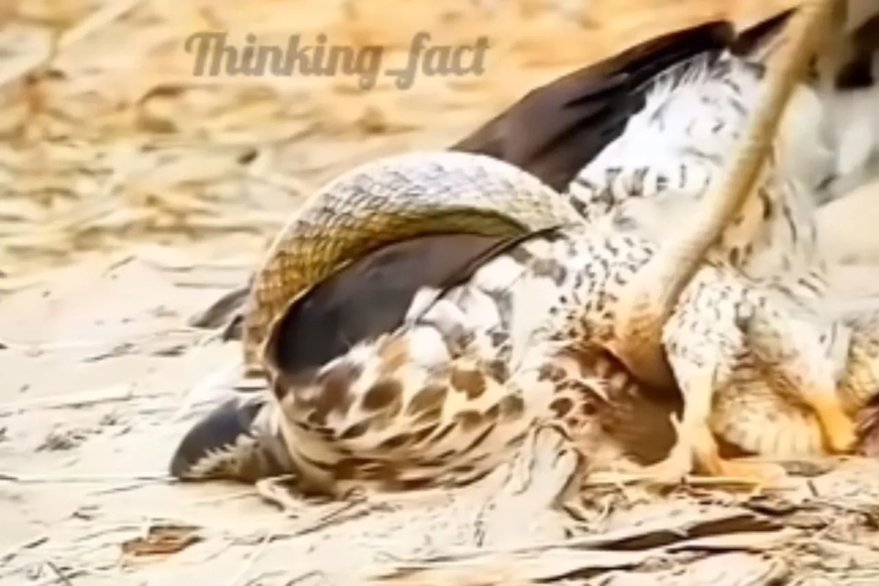 Animal Viral Video