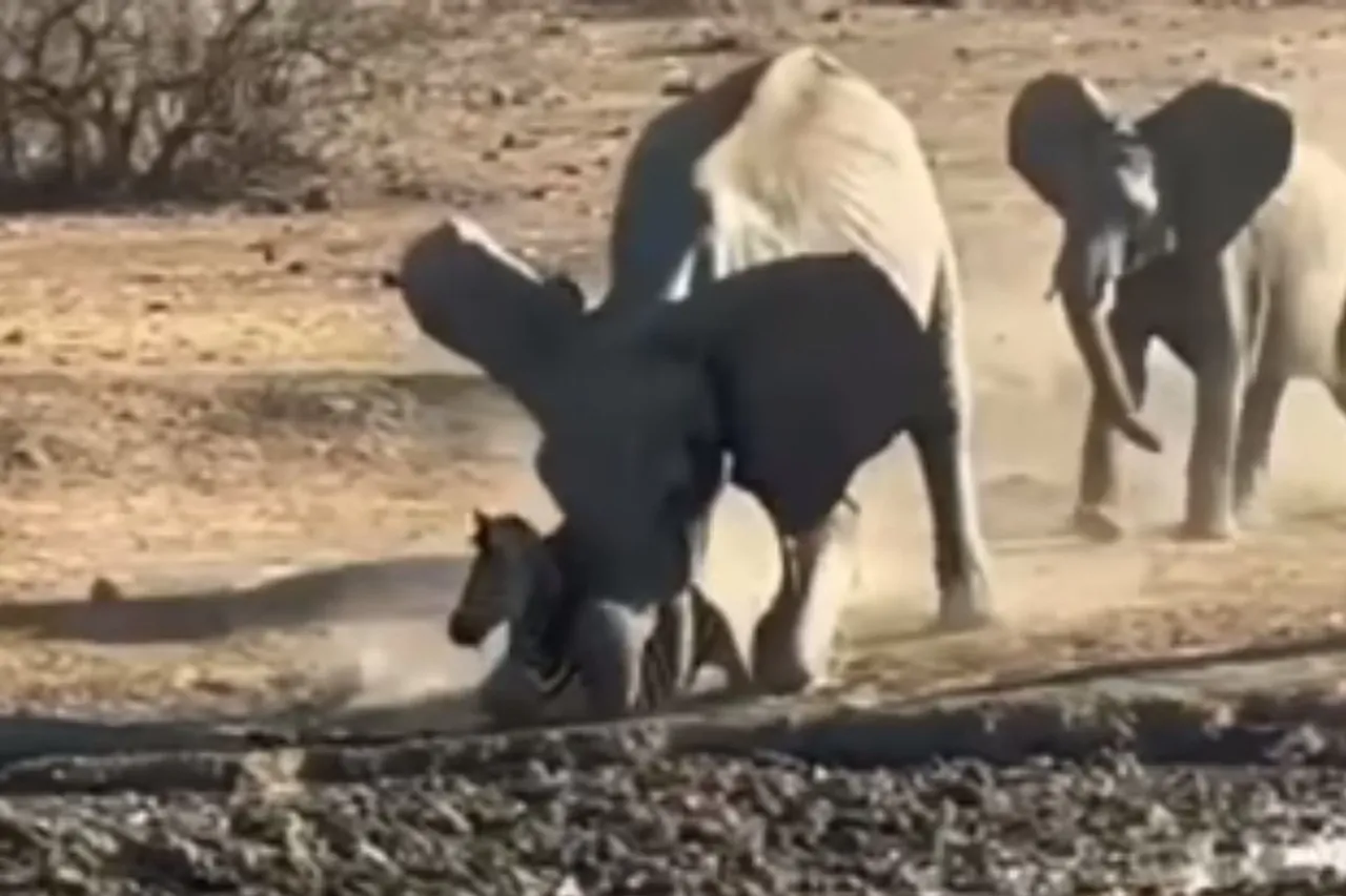 Animal Viral Video