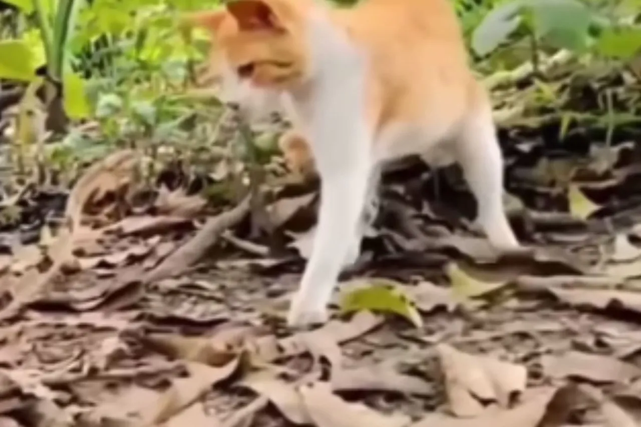 Animal Viral Video