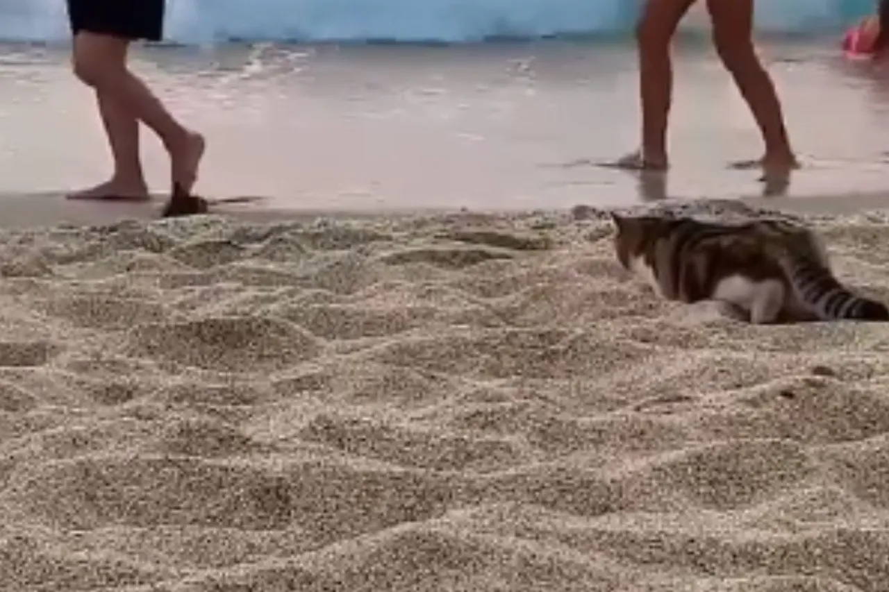 Animal Viral Video