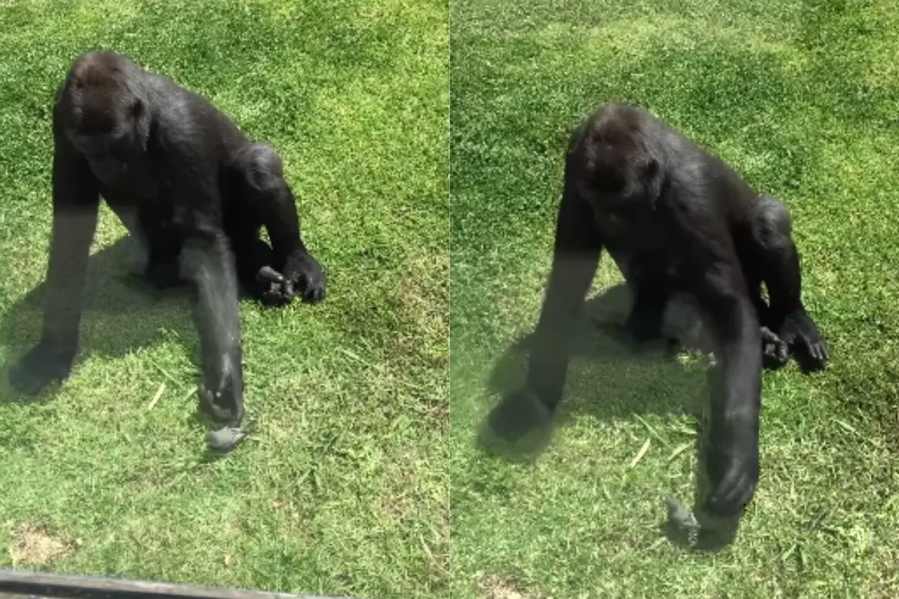 Animal Viral Video