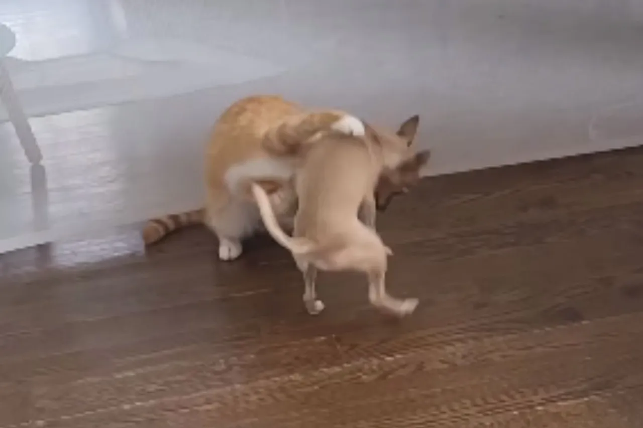 Viral Animal Video