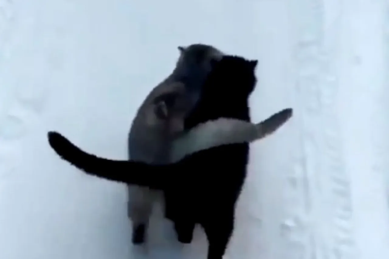 Viral Animal Video