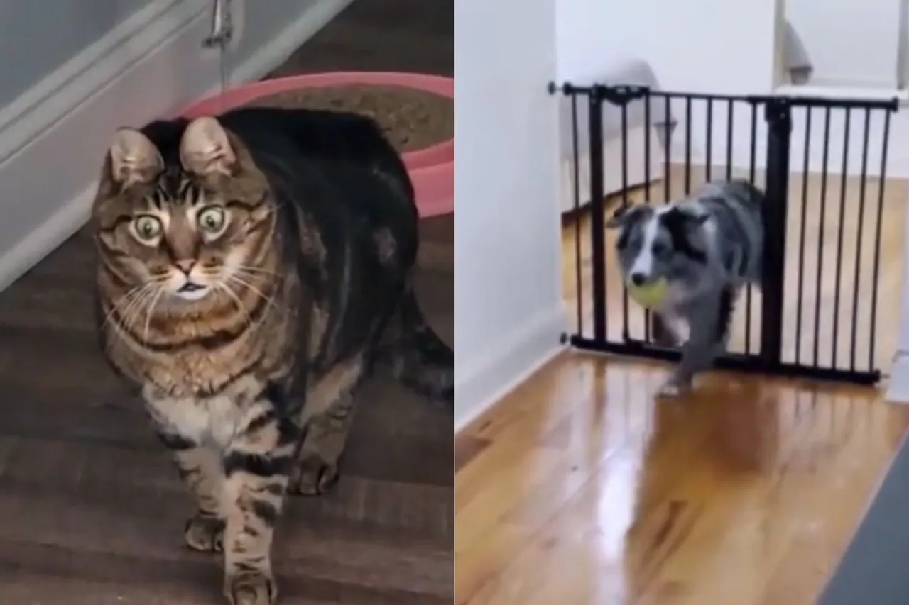 Animal Viral Video