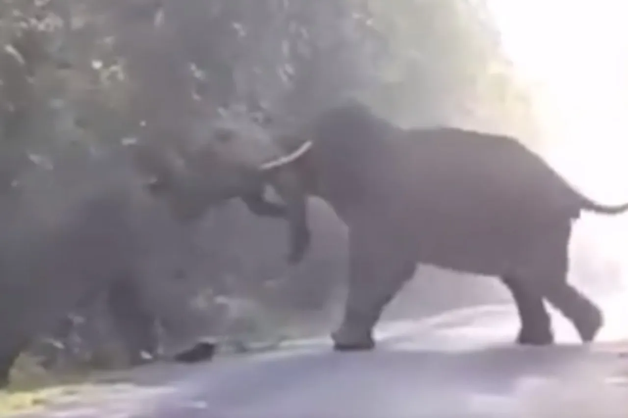 Animal Viral Video