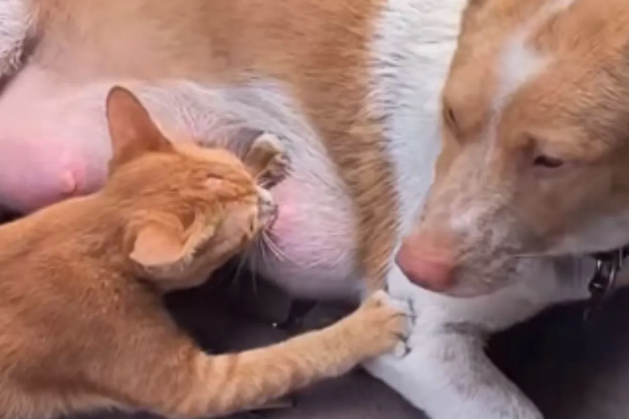 Animal Viral Video