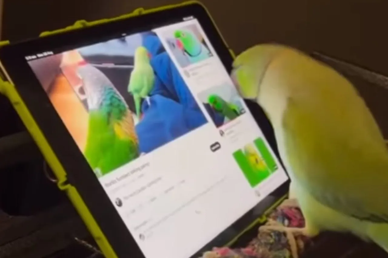 Animal Viral Video