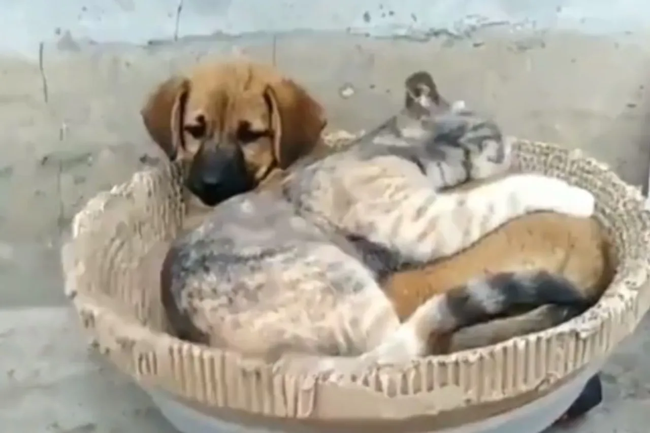 Animal Viral Video