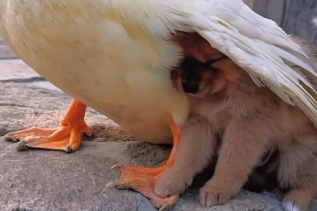 Animal Viral Video