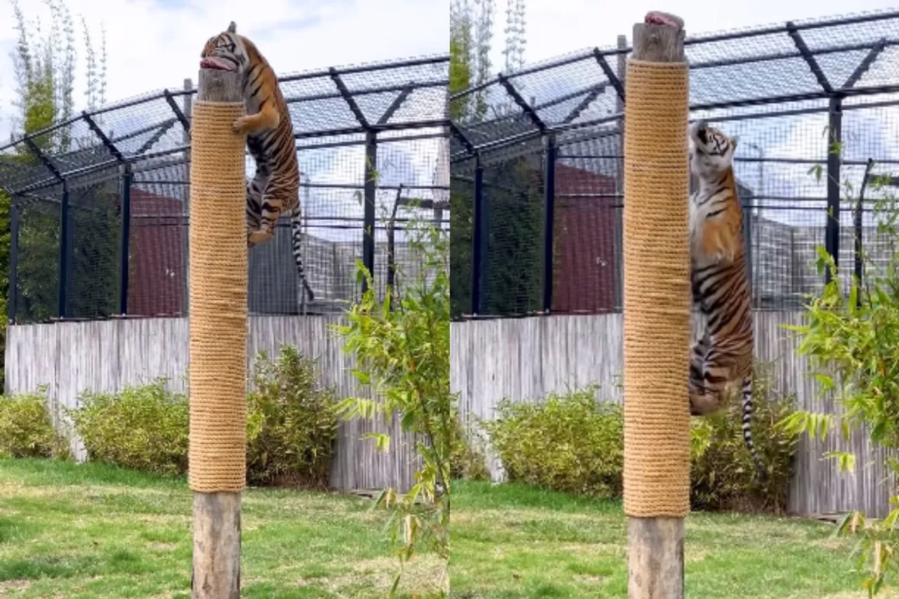 Animal Viral Video