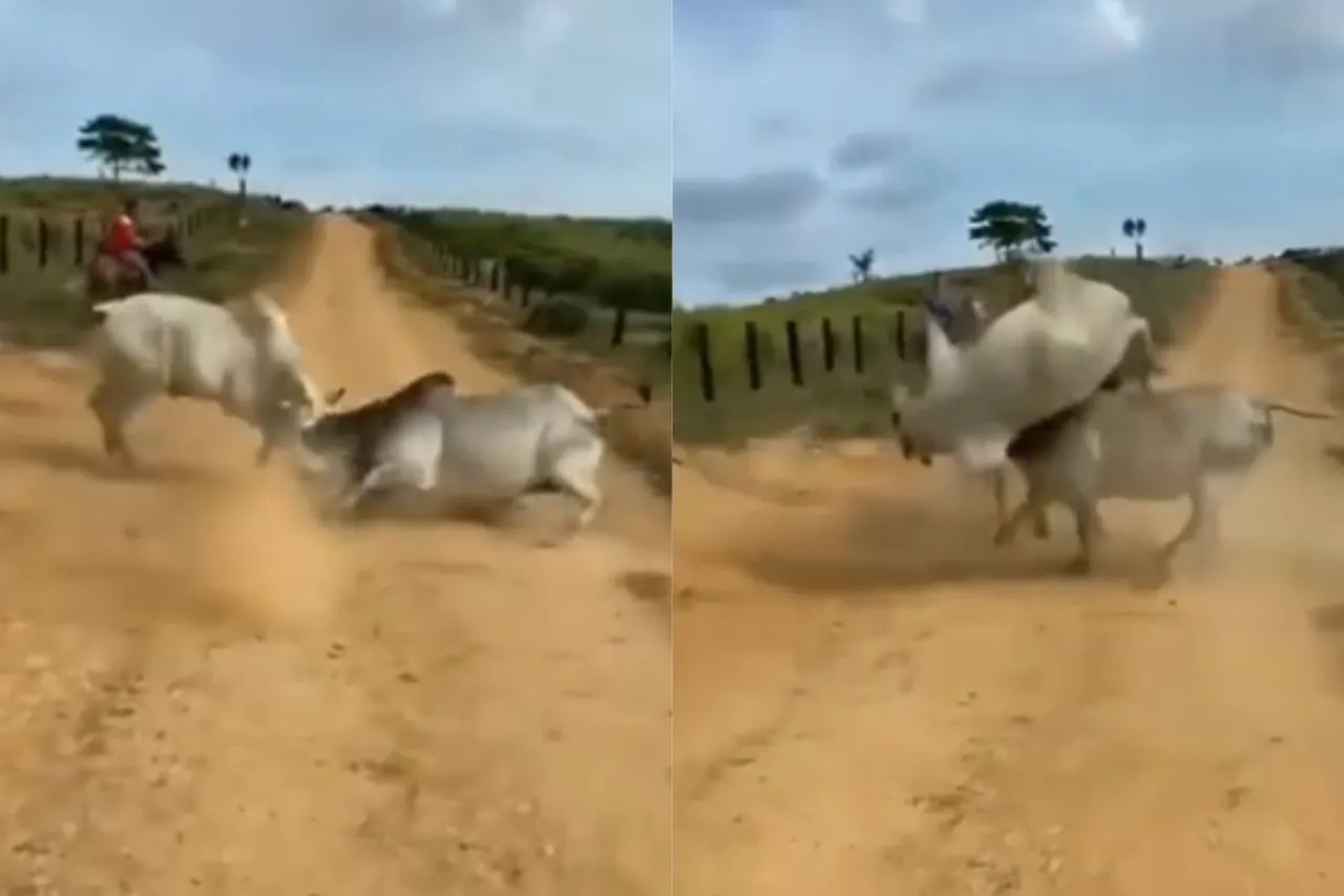 Animal Viral Video