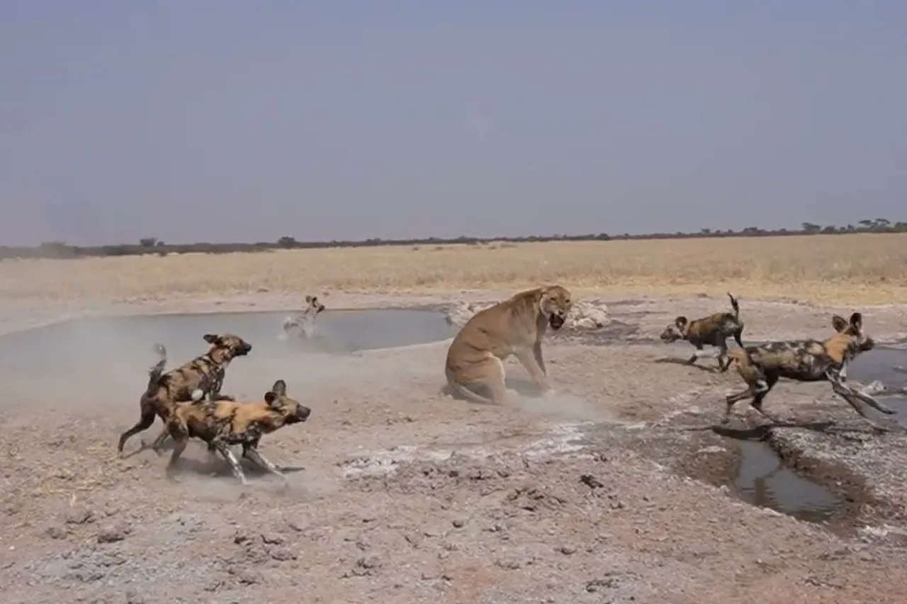 Animal Viral Video