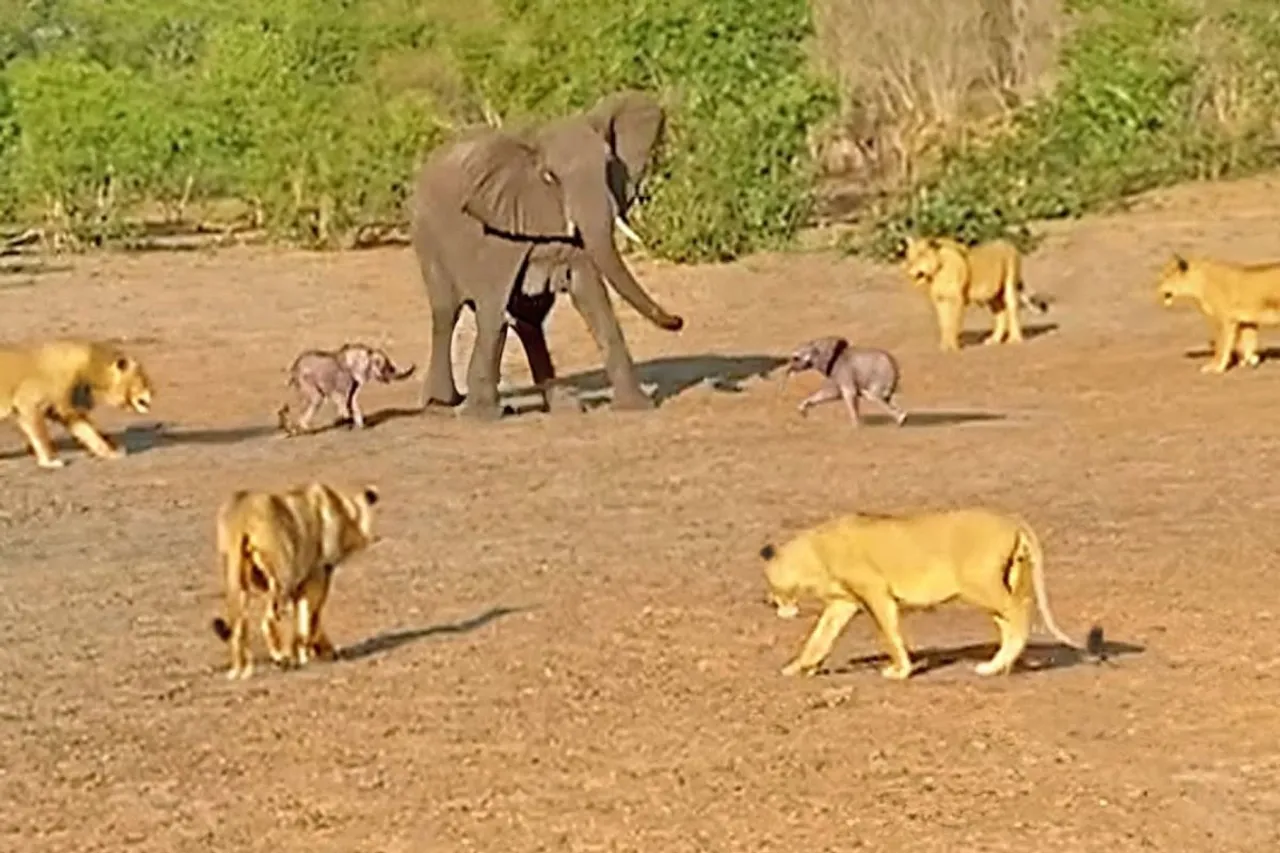 Animal Viral Video: Pride of Lions Attacks an Elephant, Astonishing Defense Will Make Your Jaw Drop; WATCH
