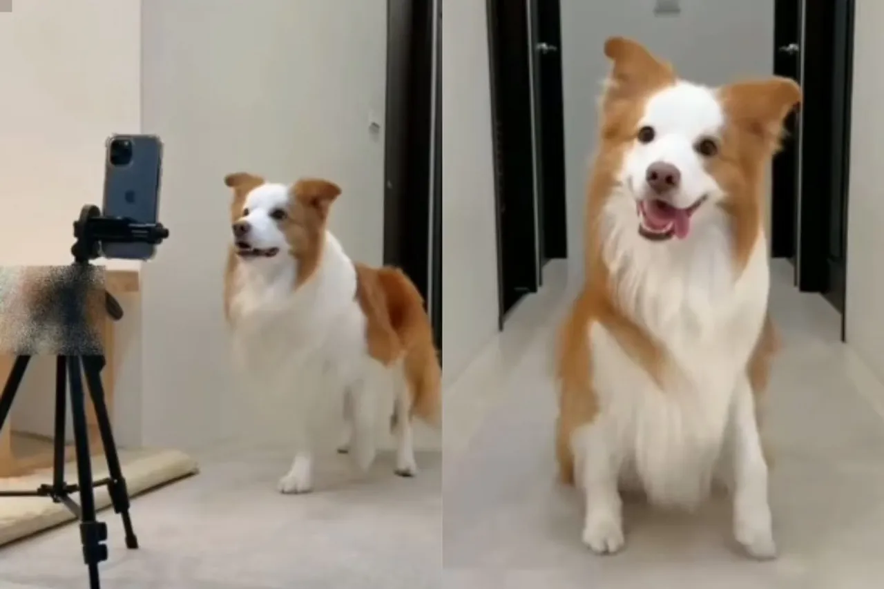 Animal Viral Video
