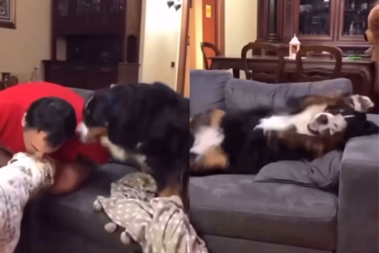 Animal Viral Video