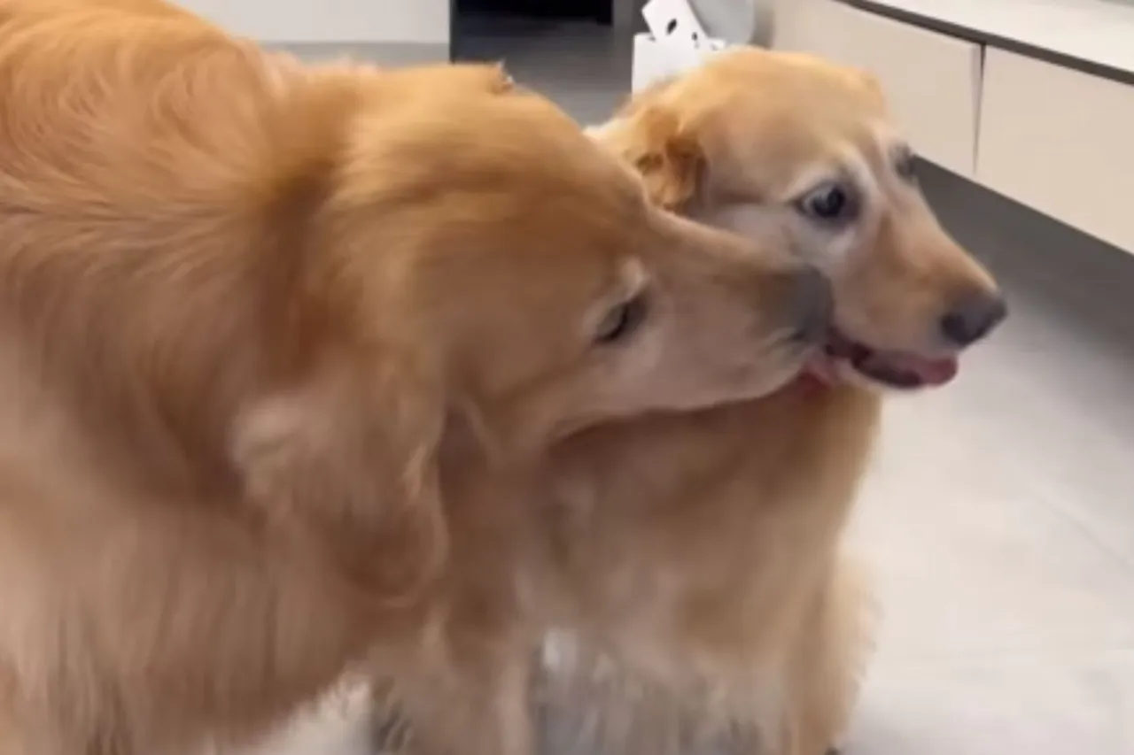 Animal Viral Video
