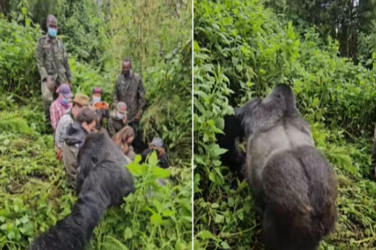 Animal Viral Video