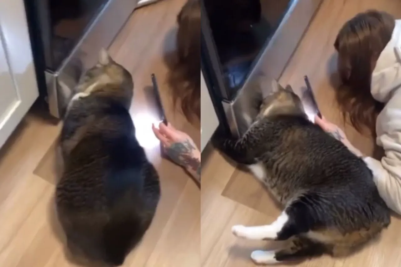 Animal Viral Video
