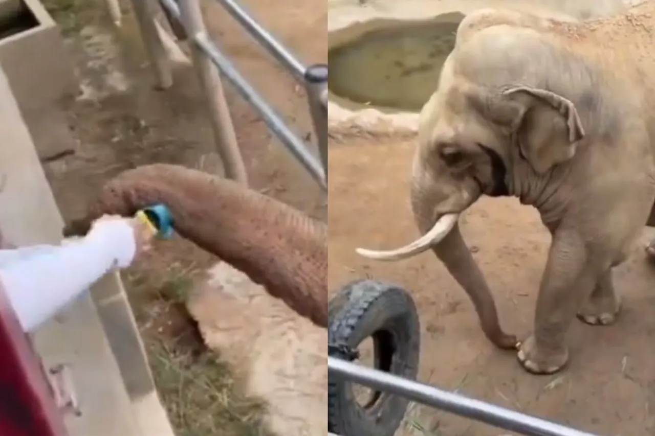 Animal Viral Video