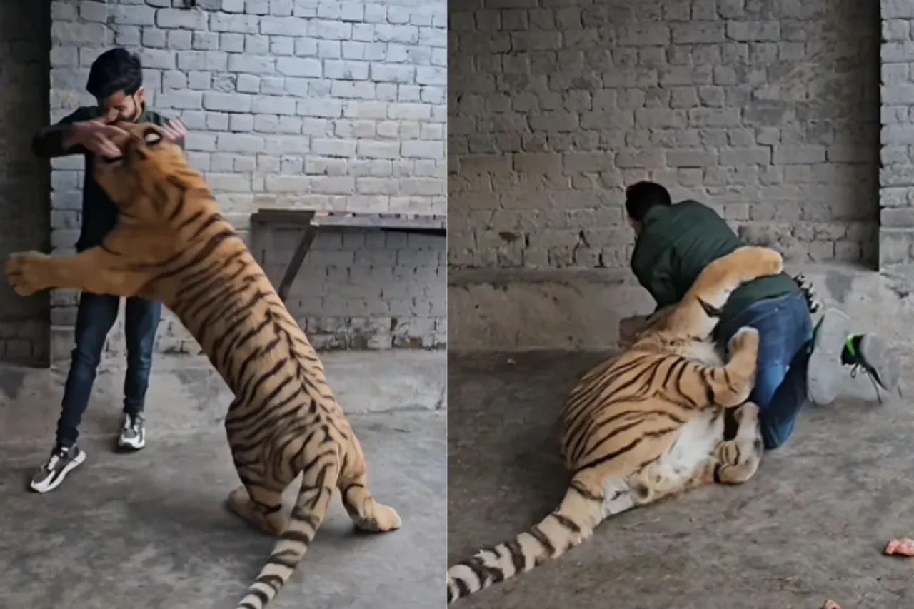 Animal Viral Video
