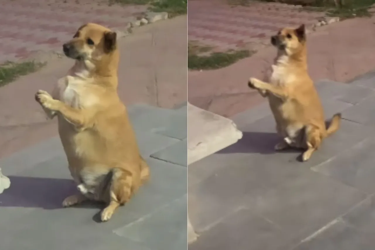 Viral Video
