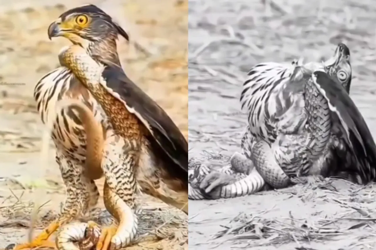 Animal Viral Video