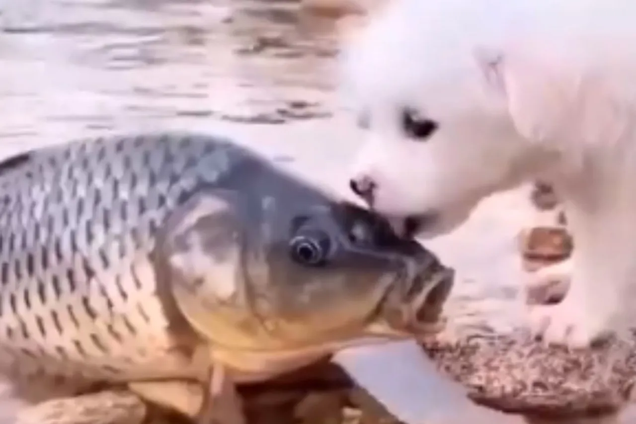 Animal Viral Video