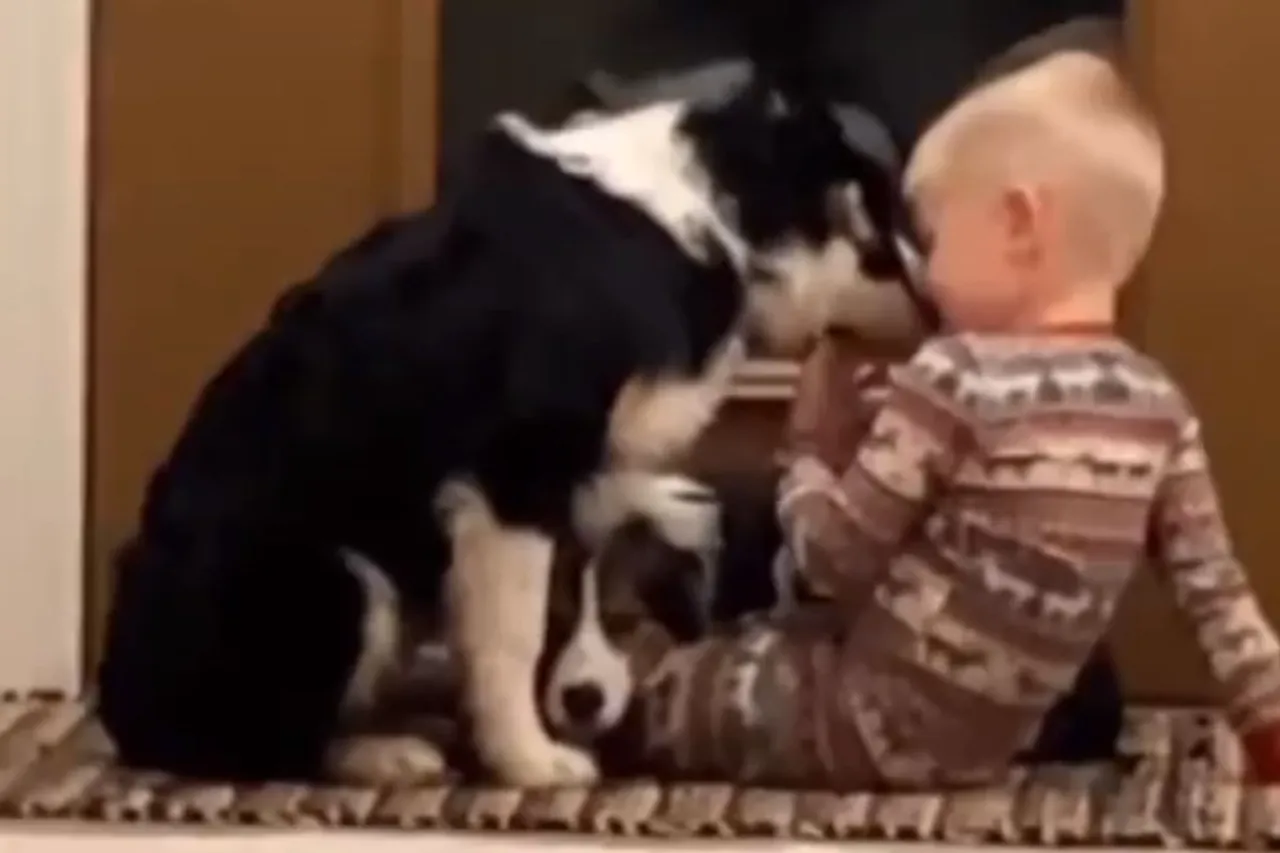 Animal Viral Video