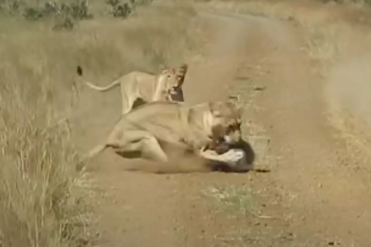 Animal Viral Video