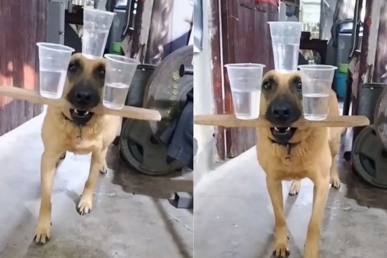 Animal Viral Video