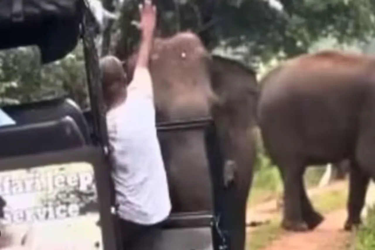 Animal Viral Video