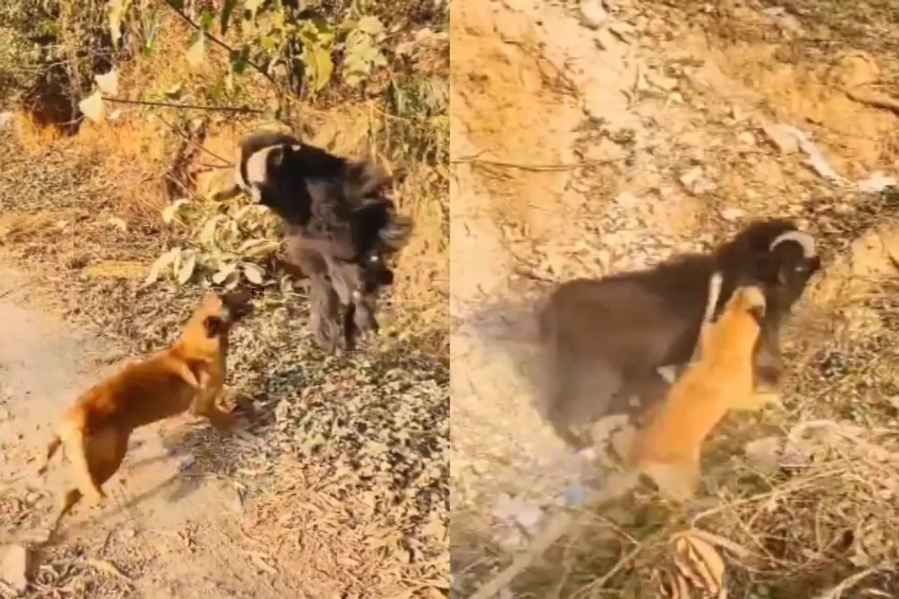 Animal Viral Video