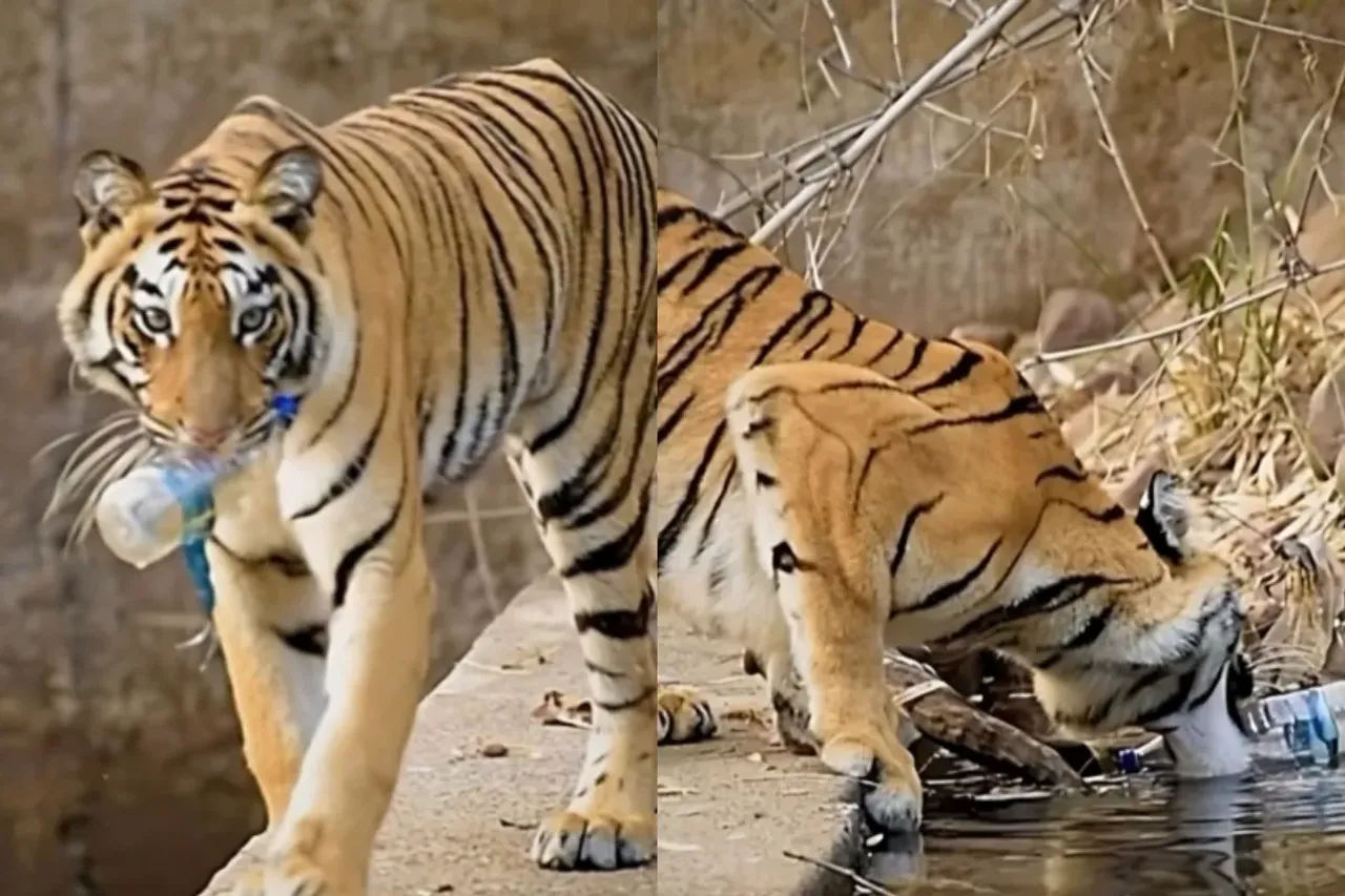 Animal Viral Video