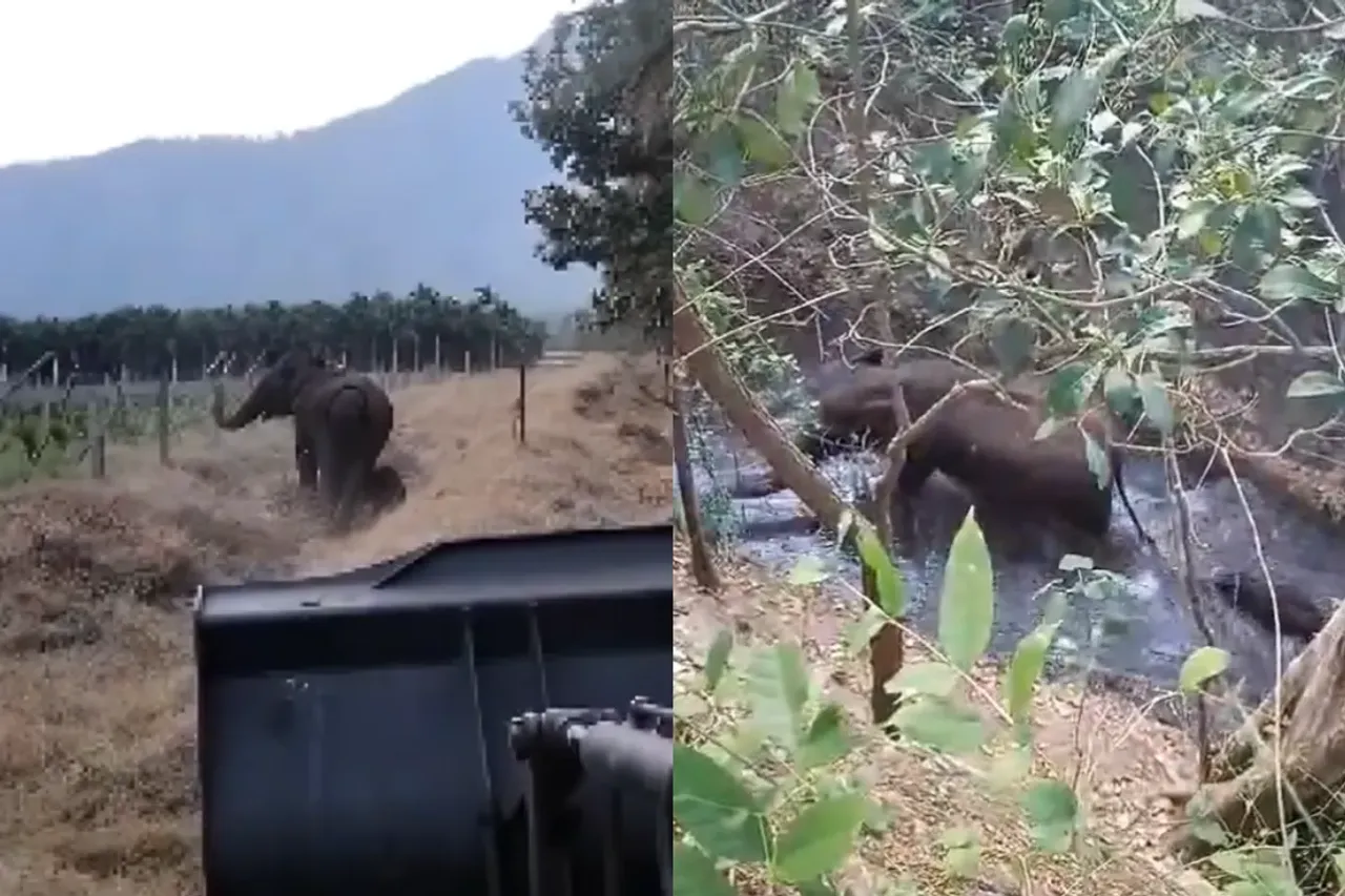Animal Viral Video