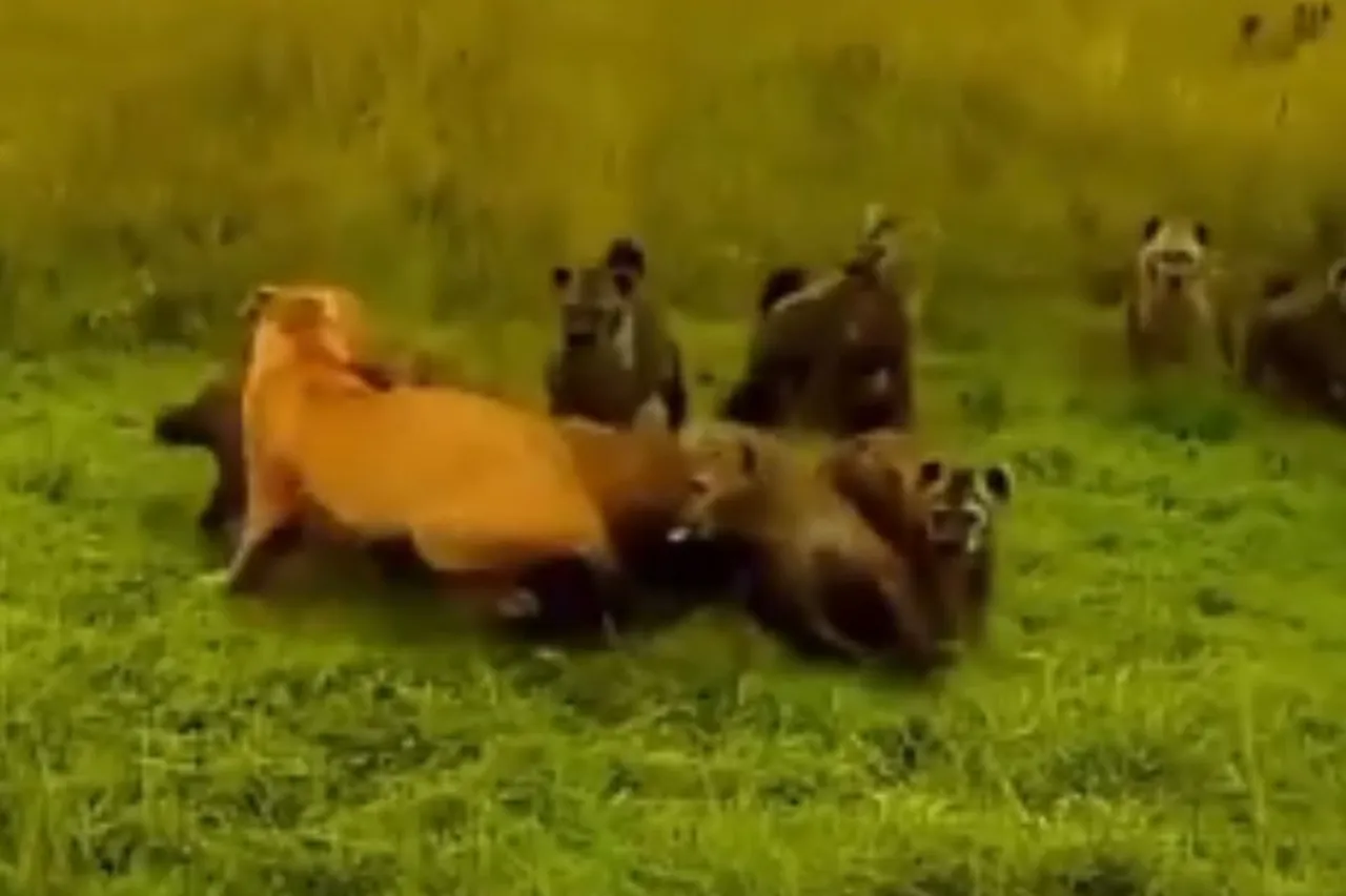 Animal Viral Video