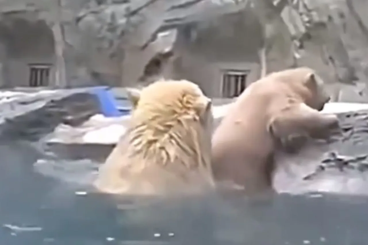 Animal Viral Video