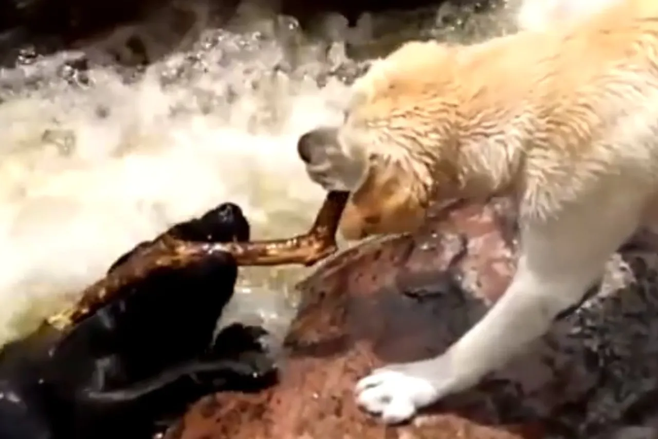 Animal Viral Video