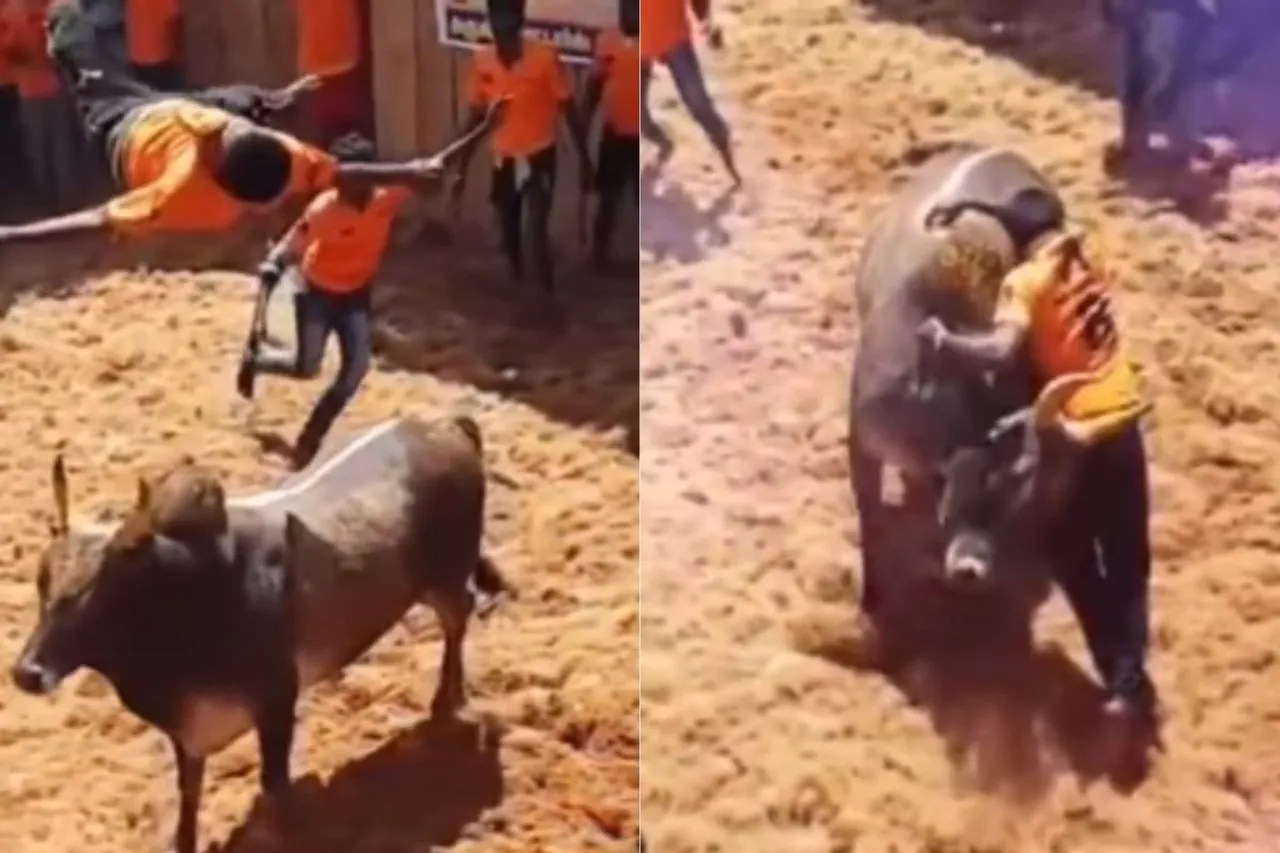 Animal Viral Video