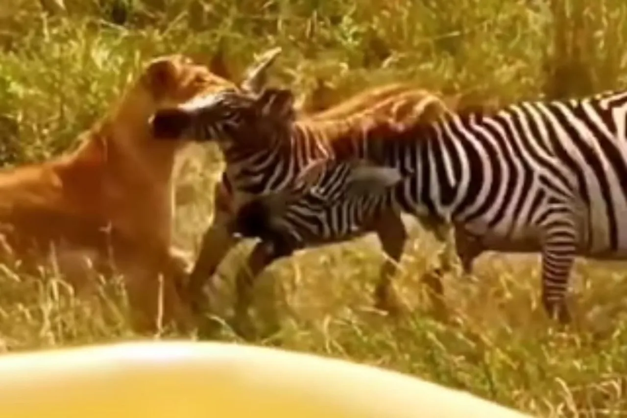 Animal Viral Video