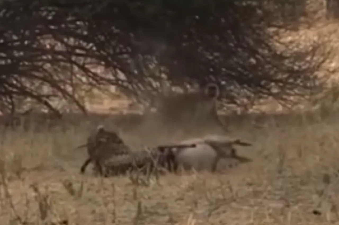 Animal Viral Video