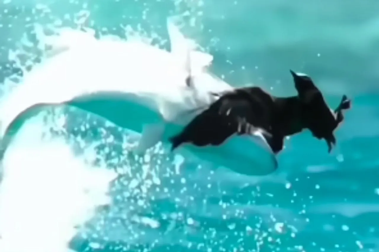 Animal Viral Video