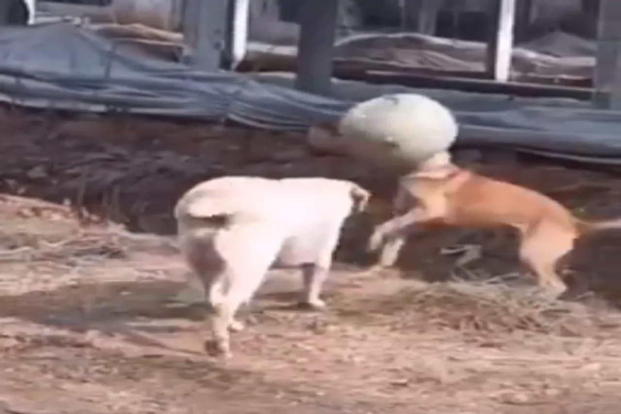 Animal Viral Video