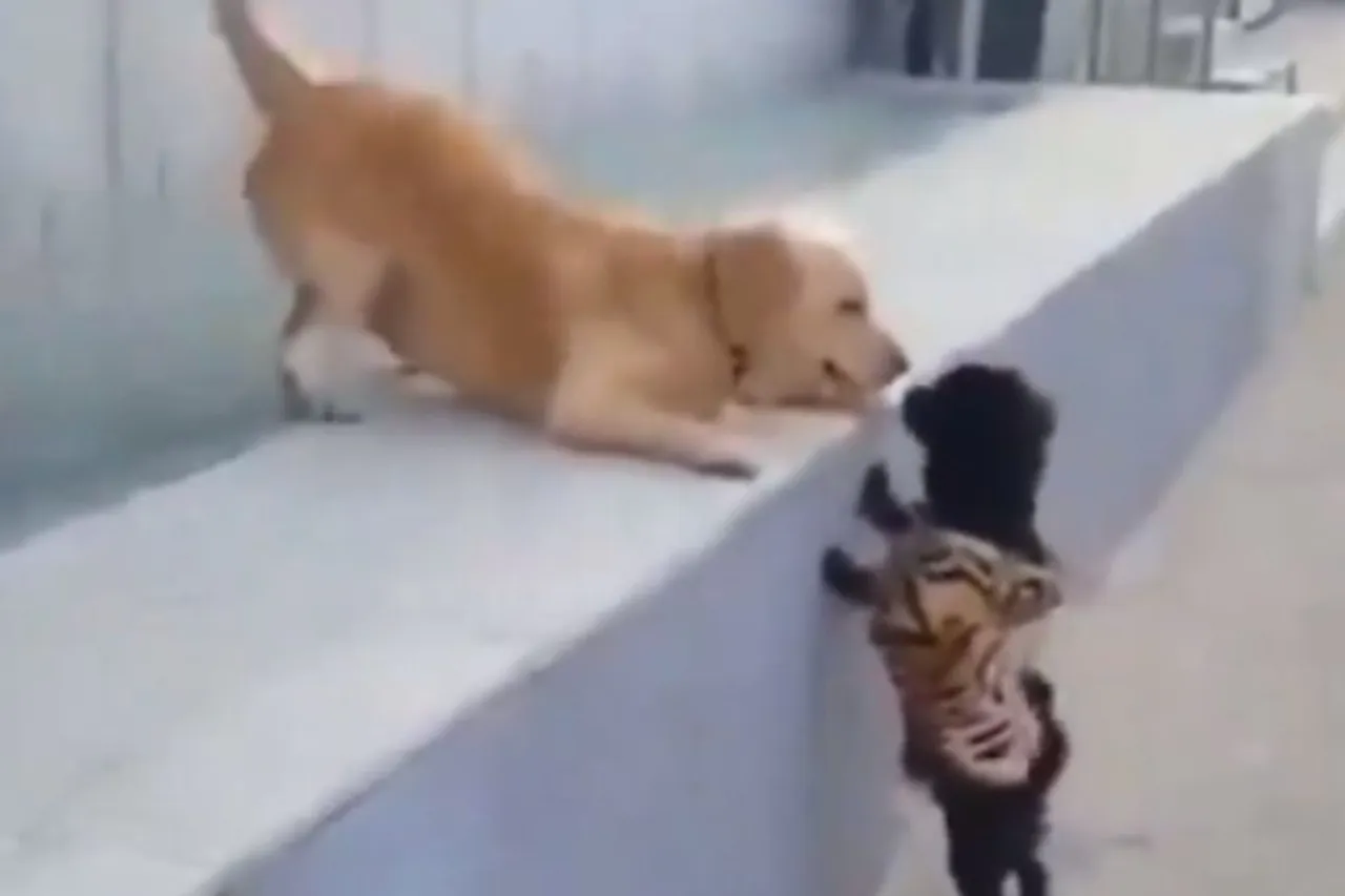 Animal Viral Video