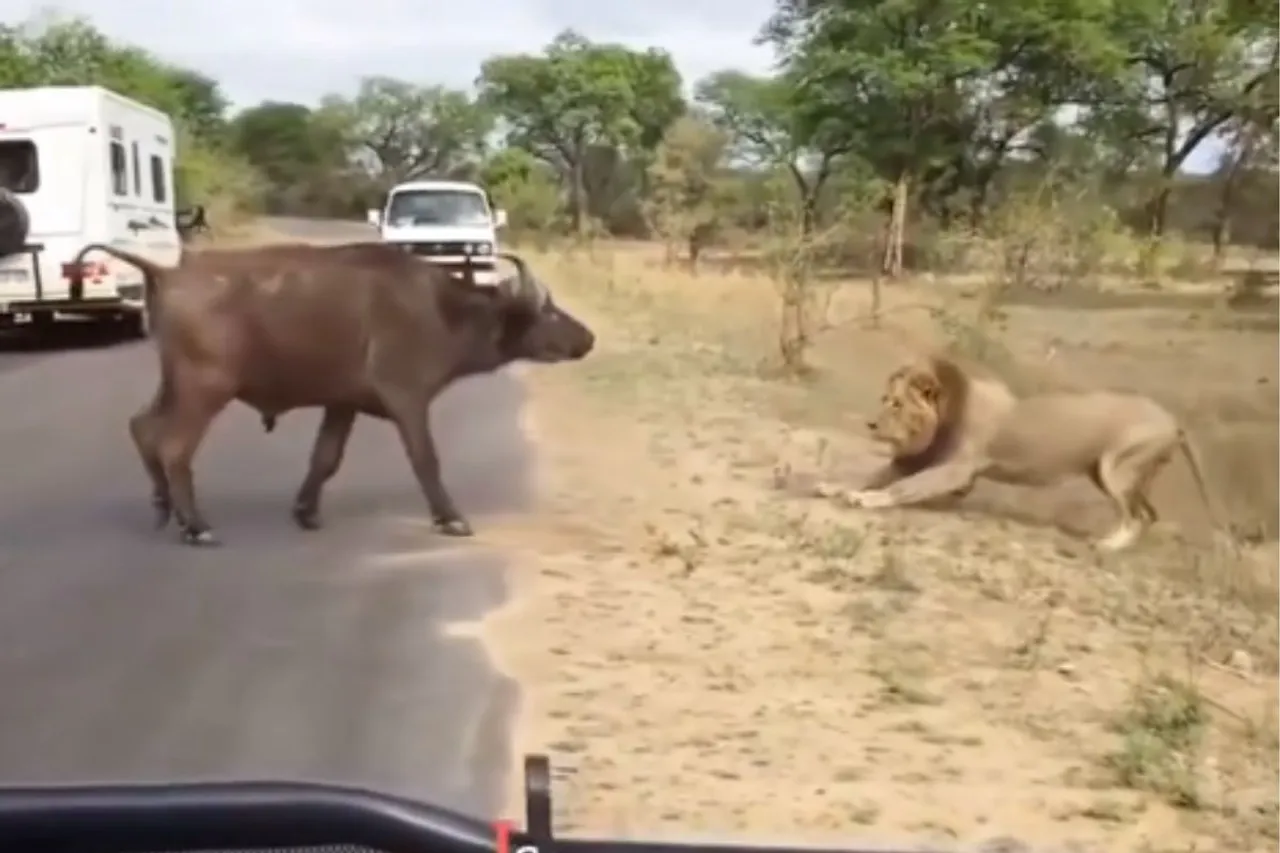 Animal Viral Video