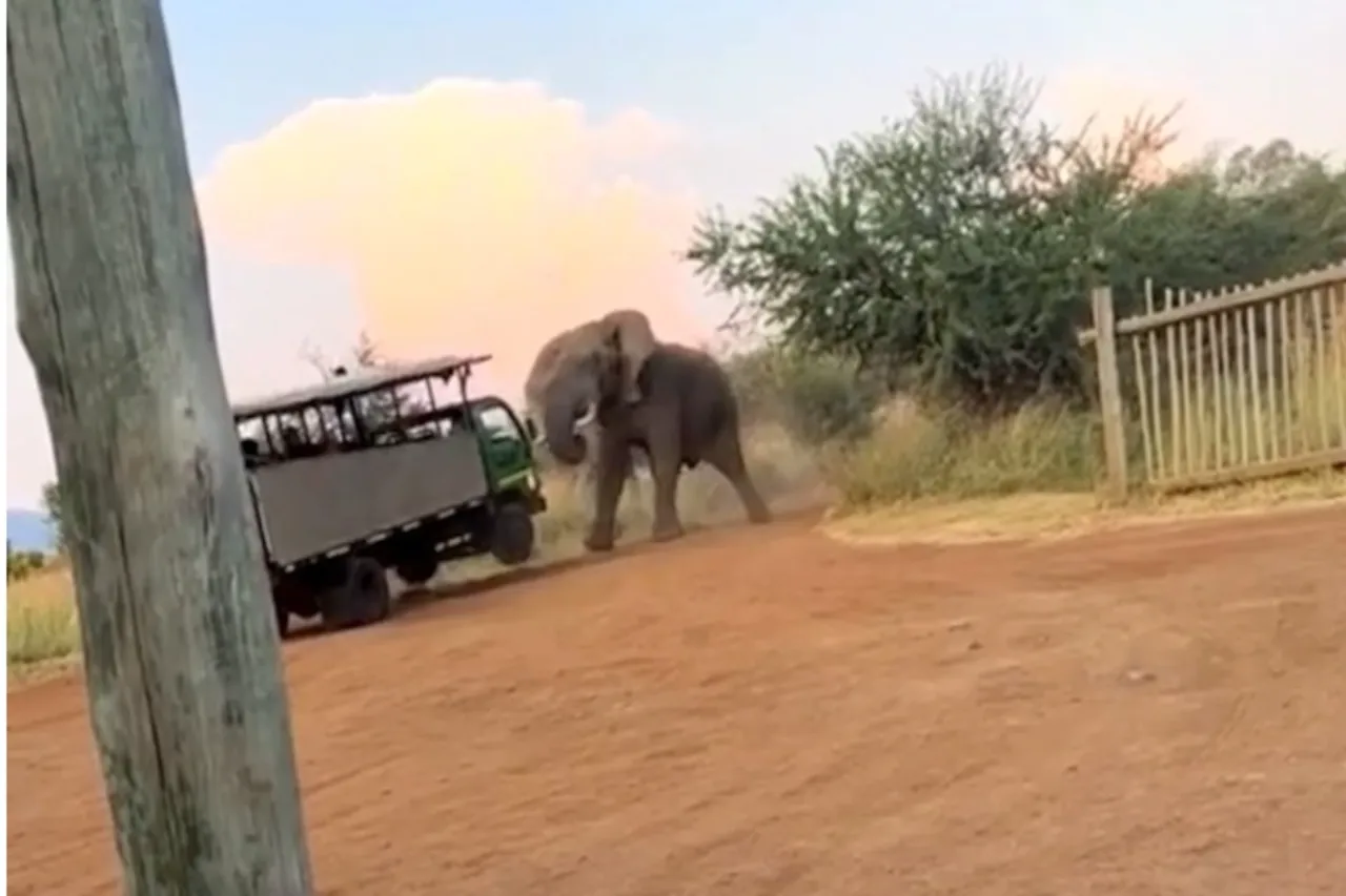 Animal Viral Video