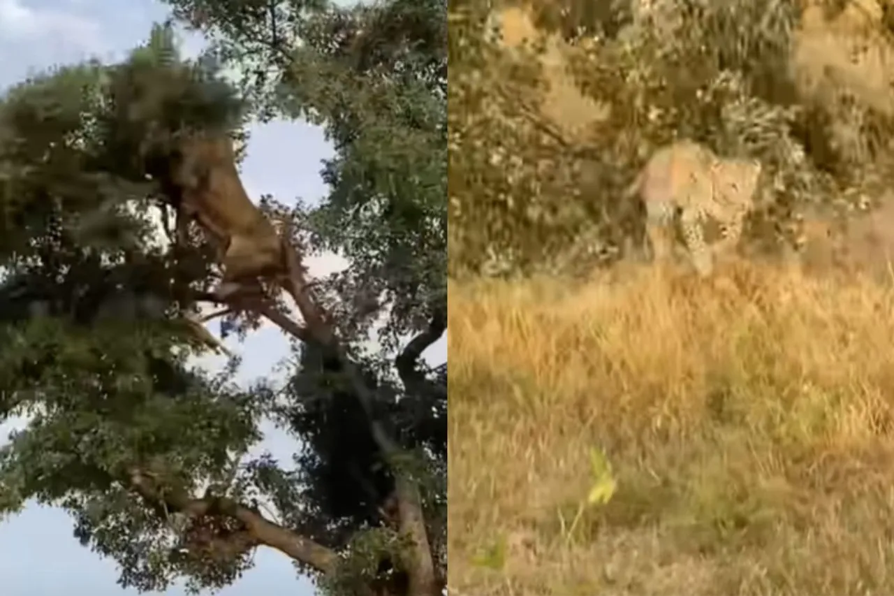 Animal Viral Video