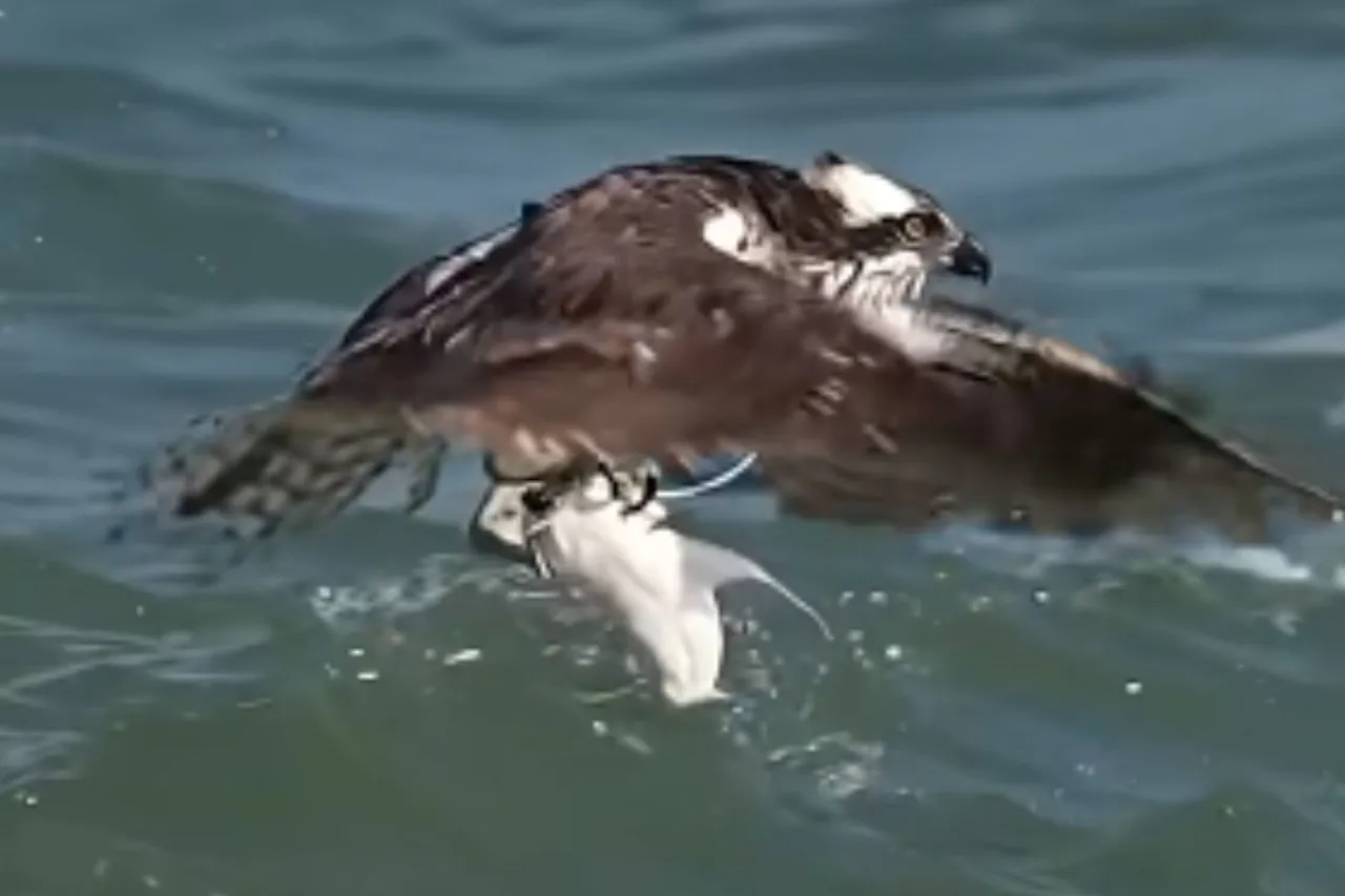 Animal Viral Video
