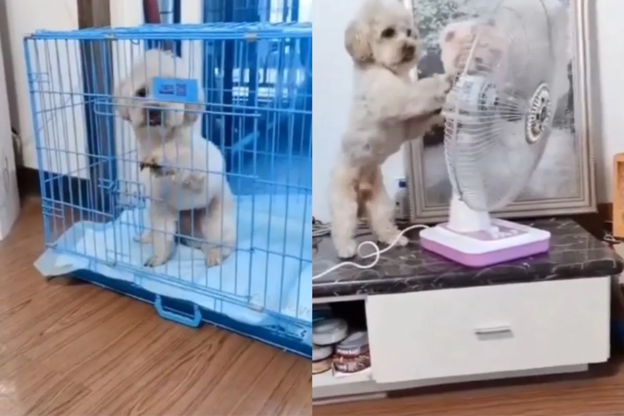 Animal Viral Video